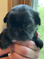 Girl 2, a female Shih Tzu for sale in Peterson, MN – 7 of 8