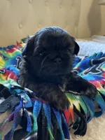 Girl 3, a female Shih Tzu for sale in Peterson, MN – 5 of 10