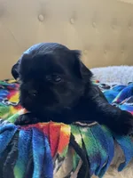 Girl 2, a female Shih Tzu for sale in Peterson, MN – 4 of 8