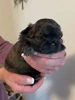 Girl 3, a female Shih Tzu for sale in Peterson, MN – 8 of 10