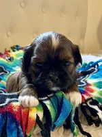 Girl 1, a female Shih Tzu for sale in Peterson, MN – 6 of 8