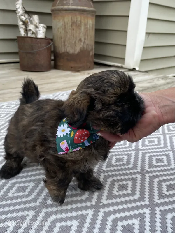 Boy 2 – Shih Tzu puppy for sale in Peterson, MN