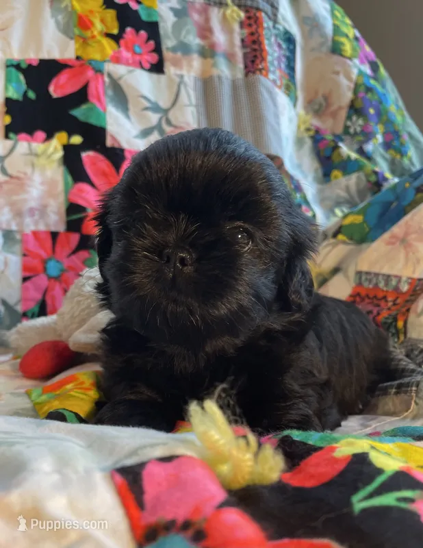 Girl 2 – Shih Tzu puppy for sale in Peterson, MN