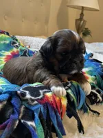 Girl 1, a female Shih Tzu for sale in Peterson, MN – 7 of 8