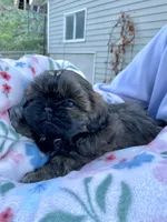 AKC Nugget, a female Shih Tzu for sale in Peterson, MN – Photo 1 of 7