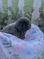 AKC Nugget, a female Shih Tzu for sale in Peterson, MN – Photo 5 of 7