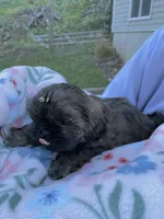 AKC Nugget, a female Shih Tzu for sale in Peterson, MN – Photo 2 of 7