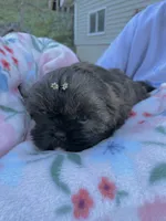 AKC Nugget, a female Shih Tzu for sale in Peterson, MN – Photo 7 of 7