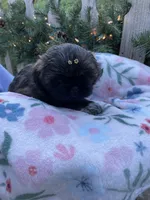 AKC Nugget, a female Shih Tzu for sale in Peterson, MN – Photo 6 of 7