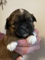 Girl 1, a female Shih Tzu for sale in Peterson, MN – 3 of 8