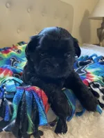 Girl 2, a female Shih Tzu for sale in Peterson, MN – 5 of 8
