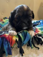 Girl 1, a female Shih Tzu for sale in Peterson, MN – 4 of 8