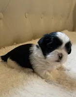 Boy 1, a male Shih Tzu for sale in Peterson, MN – 5 of 7