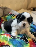 Boy 1, a male Shih Tzu for sale in Peterson, MN – 6 of 7