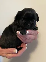 Girl 2, a female Shih Tzu for sale in Peterson, MN – 2 of 8