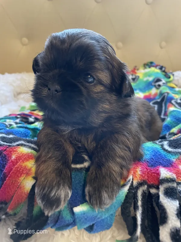 Boy 2 – Shih Tzu puppy for sale in Peterson, MN