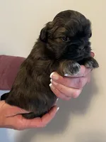 Boy 2, a male Shih Tzu for sale in Peterson, MN – 2 of 9