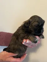 Boy 2, a male Shih Tzu for sale in Peterson, MN – 5 of 9