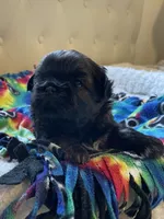 Girl 3, a female Shih Tzu for sale in Peterson, MN – 2 of 10