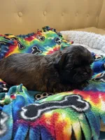 Girl 3, a female Shih Tzu for sale in Peterson, MN – 10 of 10