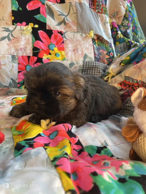 Boy 2 – Shih Tzu puppy for sale in Peterson, MN