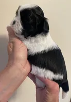 Boy 1, a male Shih Tzu for sale in Peterson, MN – 4 of 7
