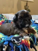 Girl 1, a female Shih Tzu for sale in Peterson, MN – 1 of 8