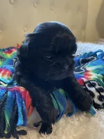 Girl 2, a female Shih Tzu for sale in Peterson, MN – 6 of 8