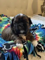 Girl 1, a female Shih Tzu for sale in Peterson, MN – 5 of 8