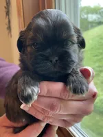 Boy 2, a male Shih Tzu for sale in Peterson, MN – 4 of 9