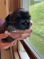 Girl 3, a female Shih Tzu for sale in Peterson, MN – 9 of 10