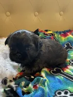 Girl 3, a female Shih Tzu for sale in Peterson, MN – 7 of 10