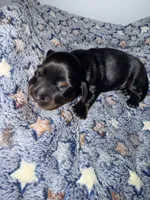 Batgirl , a female Miniature Dachshund for sale in Highlands, TX – Photo 9 of 10