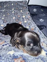 Batgirl , a female Miniature Dachshund for sale in Highlands, TX – Photo 8 of 10