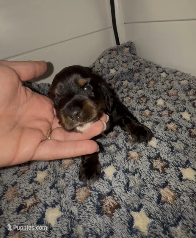 Batgirl  – Miniature Dachshund puppy for sale in Highlands, TX