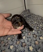 Batgirl , a female Miniature Dachshund for sale in Highlands, TX – Photo 1 of 10