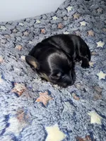 Batgirl , a female Miniature Dachshund for sale in Highlands, TX – Photo 7 of 10