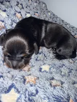 Batgirl , a female Miniature Dachshund for sale in Highlands, TX – Photo 6 of 10