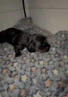 Batgirl , a female Miniature Dachshund for sale in Highlands, TX – Photo 10 of 10