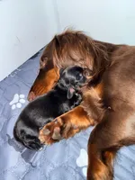 Batgirl , a female Miniature Dachshund for sale in Highlands, TX – Photo 5 of 10