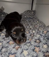 Batgirl , a female Miniature Dachshund for sale in Highlands, TX – Photo 2 of 10