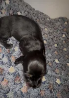 Batgirl , a female Miniature Dachshund for sale in Highlands, TX – Photo 3 of 10