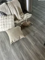 Aggie, a female German Shepherd Dog and Alaskan Husky for sale in Whigham, GA – Photo 5 of 5