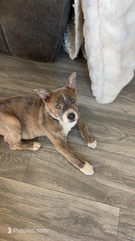 Aggie – German Shepherd Dog, Alaskan Husky puppy for sale in Whigham, GA