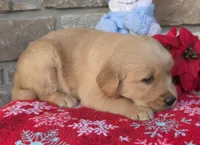 Rena, a female Golden Retriever for sale in New Haven, IN – Photo 3 of 4