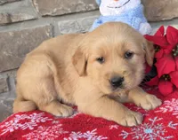 Rena, a female Golden Retriever for sale in New Haven, IN – Photo 2 of 4