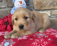 Rena, a female Golden Retriever for sale in New Haven, IN – Photo 1 of 4