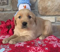Rena, a female Golden Retriever for sale in New Haven, IN – Photo 4 of 4
