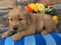Zack, a male Golden Retriever for sale in New Haven, IN – Photo 2 of 4