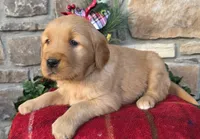 Rudolph, a male Golden Retriever for sale in New Haven, IN – Photo 2 of 4
